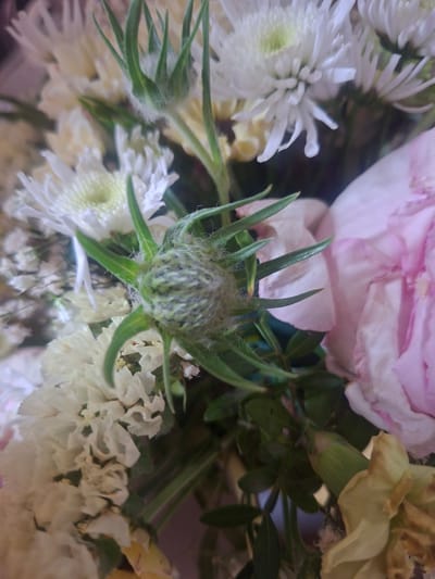 A close-up, slightly blurry photograph captures a bouquet of flowers. In the foreground, a fuzzy, green bud with pointed sepals is prominent. Behind it, white and pale yellow flowers with delicate petals are visible, along with a large, pale pink petal of what appears to be a rose or peony. The background is dark and indistinct, suggesting an indoor setting. There are no people or actions depicted. The image provides no information about the location in Vilnius, Lithuania.