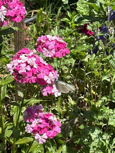 The image depicts a butterfly resting on pink and white dianthus flowers in an outdoor setting. Green foliage surrounds the flowers, with a wooden fence visible in the background. The location is likely a garden or similar landscaped area. There is no other information to suggest the location is Mursalevo, Bulgaria.