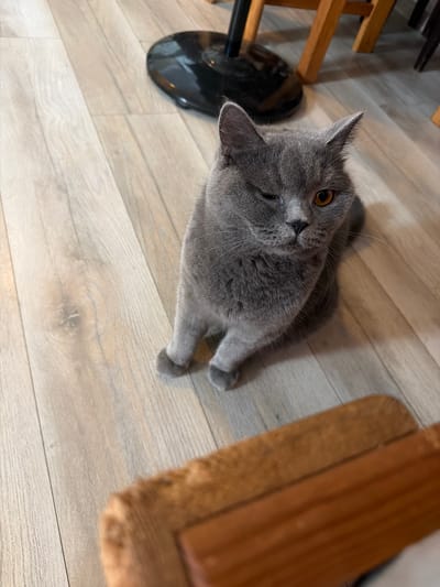 This media file features a grey British Shorthair cat lying on a light-colored wooden floor. The cat is looking up at the camera, with one eye closed, giving it a playful or winking appearance. Its fur is dense and plush, and its large, round eyes are a striking amber color.
The background is mostly the wooden floor, with the grain visible. To the left, there's a glimpse of what appears to be a black chair base and wooden furniture. To the right, a textured, possibly fabric-covered surface in a warm, reddish-brown color is visible. The lighting suggests it might be indoors during the day, with soft shadows cast on the floor. The overall scene is calm and domestic. No text is visible in the image. The location context is Szczecin, Poland, but there are no specific visual cues within the image to confirm this.
