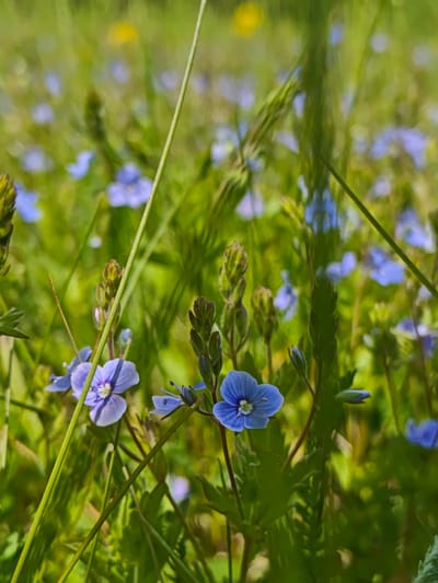 The image depicts a close-up view of a field of blue flowers and green grass. The flowers are small and delicate, with four petals each. They are scattered throughout the field, with some in focus and others blurred in the background. The grass is tall and green, and it surrounds the flowers. The overall scene is natural and peaceful. There is no indication that this is Parkhomivka, Ukraine.