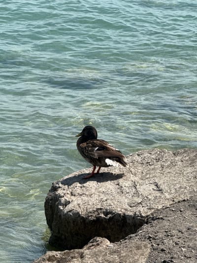 A lone duck stands on a rocky shore next to clear, rippling water, likely in Sirmione, Italy. The duck, facing to the right, is predominantly brown with some white feathers visible on its tail. Its beak is yellow, and its legs are reddish-orange. The water, a translucent turquoise, exhibits small waves and shows hints of the sandy or rocky bottom beneath. The shore is composed of coarse, grey rocks and pebbles. The scene is bathed in bright sunlight, casting a shadow of the duck onto the rock.