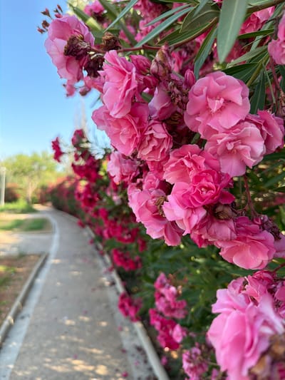 A close-up, eye-level shot captures a cluster of vibrant pink oleander flowers in bloom, some appearing wilted, against a clear blue sky. The flowers are densely packed, with several fully open blossoms and buds. The background shows a paved walkway curving to the left, bordered by more oleander bushes and lush green foliage. The walkway appears to be in a park or garden setting, with scattered fallen petals on its surface. The scene suggests a sunny day, likely in the Mediterranean region, given the mention of Calvià, Spain, known for its oleander-lined streets and pathways. There are no people or animals visible in the image. The focus is sharply on the flowers in the foreground, with the background softly blurred, creating a sense of depth.