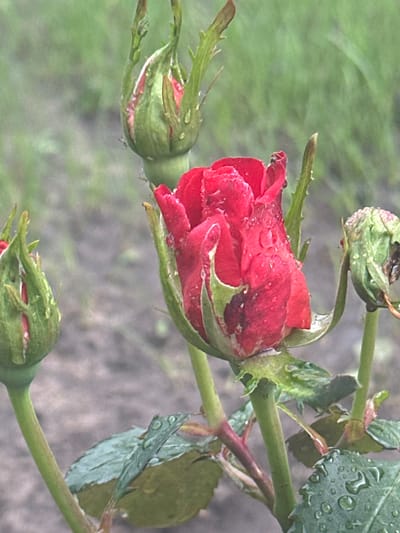 A close-up shot of a red rose bud with water droplets is centered in the foreground. The rose bud is partially open, revealing its red petals, and is covered in numerous water droplets, suggesting recent rain or dew. Surrounding the central rose bud are other rose buds in various stages of development, some tightly closed and green, others starting to show hints of red. The stems and leaves of the rose bush are visible, also adorned with water droplets. The background is blurred, showing a muted green and grey landscape, likely a garden or park. The image evokes a sense of natural beauty and freshness, enhanced by the presence of water. This image is located in the city of Zvenyhorodka, Ukraine.