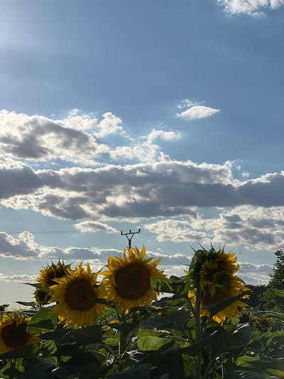 A field of sunflowers is captured in the foreground under a bright blue sky with scattered white and grey clouds. The sun is shining, casting dappled light on the scene. In the middle ground, a power line supported by a utility pole stretches across the frame. The background shows a line of trees and rolling hills. The image appears to be taken in a rural setting, possibly on the outskirts of Újezd u Brna, Czechia, given the presence of sunflowers and typical Czech countryside scenery. There are no people or animals visible in the image.