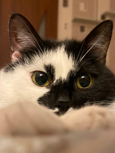 A close-up, eye-level shot shows a black and white cat peeking over a beige, fuzzy blanket. The cat's face is mostly visible, with large, round, yellow-green eyes that reflect light. The cat has black fur on the right side of its face and ears, and white fur on the left side, with a distinct black splotch on its forehead. Its nose is black. The background is blurred and appears to be an indoor setting, possibly a room with wooden furniture or a wall. There is no identifiable context related to Protvino, Russia in the image.