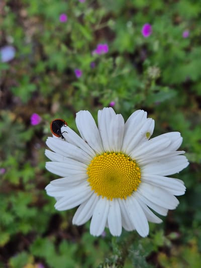 The image depicts a daisy in West Suffolk, United Kingdom. The flower has white petals and a yellow center. A small green insect is on one of the petals, and a ladybug is on another. The background consists of green foliage and small purple flowers.