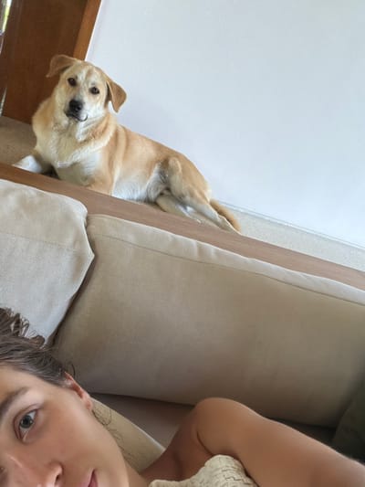 A medium-shot, canted-angle view features a fair-skinned person in the lower right and a tan-colored dog on the left. The person's face, with short, dark, curly hair, and one visible blue eye, is angled upward toward the camera. The dog lies on its side, with its head raised and facing the camera, displaying a black nose and visible eyes. A light-colored upholstered couch takes up a portion of the central and right side of the image. In the upper left corner, a white wall is visible. At the bottom left, a wooden architectural detail is discernible. The photograph was taken from an approximate overhead perspective. The geographical location of Mas, Indonesia, is not discernible in this image.