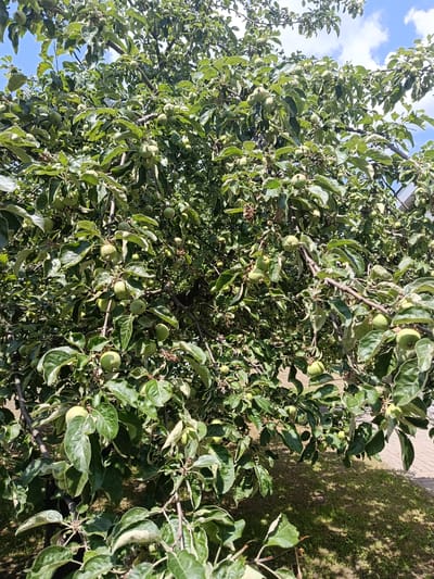 A dense apple tree with numerous green apples and large leaves fills the frame. The tree branches are heavily laden, with many apples visible in clusters. The leaves are a vibrant green, some showing signs of variegation with lighter edges. Sunlight filters through the foliage, casting dappled shadows on the ground below. The ground appears to be covered with grass and some patches of dry leaves or earth. In the background, a paved walkway is partially visible on the right side, suggesting an urban or suburban environment. The sky is blue with scattered white clouds. The overall scene depicts a fruit-bearing tree in a natural setting within the city of Biloziria, Ukraine.