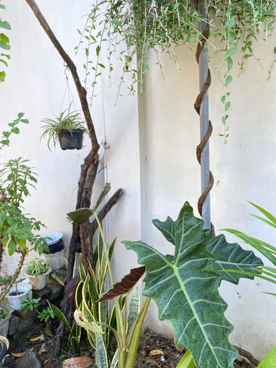 The image depicts an outdoor garden scene with various plants and decorative elements. In the foreground, a large, dark green, lobed leaf plant with prominent light green veins is visible, its surface speckled with water droplets. Behind it, several sword-shaped leaves with yellow and green variegation are arranged vertically. To the left, a cluster of thin, grassy leaves in a black pot hangs from a thick, weathered branch. This branch is part of a larger, dry, woody structure planted in the ground, which also supports other smaller plants in pots. A thin vine with small green leaves is wrapped around a grey pole to the right of the image. The background consists of a textured, off-white wall, suggesting it's an outdoor space, possibly a courtyard or patio. The ground is covered with soil, fallen leaves, and some debris. The overall impression is of a lush, slightly unkempt, tropical garden environment. The image does not contain any people or animals. The location is identified as Margorejo, Indonesia.