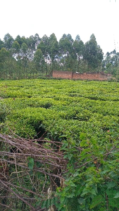 The image depicts an agricultural landscape in Gesima ward, Kenya, under an overcast sky. In the foreground, a dense cluster of dry, thorny branches and green foliage forms a natural barrier. The midground features an extensive, well-maintained tea plantation arranged in orderly rows of vibrant green bushes. In the background, a dense line of tall, slender evergreen trees, consistent with eucalyptus, stands against the horizon. Partially visible behind these trees is a low-rise structure composed of unfinished red brick walls. No individuals, animals, or specific actions are discernible within the frame.