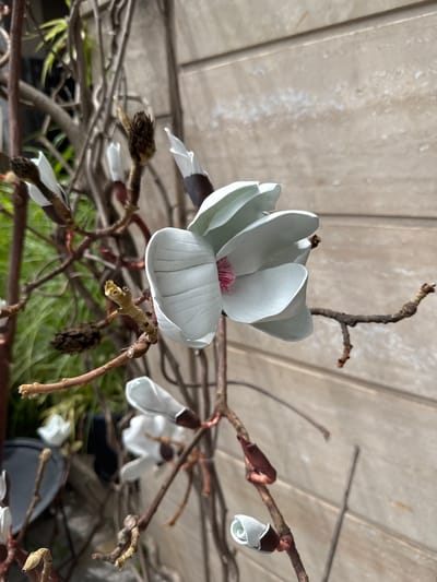 The image shows a close-up of a light blue magnolia flower in bloom, with its petals unfurling and revealing a pink stamen at its center. The flower is attached to a branch with several other buds and dried seed pods. The background is a light-colored, textured wall, possibly a building exterior, with horizontal lines indicating wooden planks or siding. The scene appears to be outdoors, with some greenery visible out of focus in the upper left corner. There are no people or animals visible in the image. This image was taken on the territory of the Batumi Botanical Garden in Batumi, Georgia, a location known for its diverse plant collections.