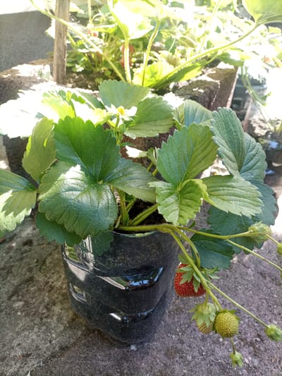 In an outdoor setting, likely in the city of Reda, Poland, a strawberry plant is growing in a repurposed black plastic bottle that has been cut to serve as a planter. The plant has lush green leaves and several developing strawberries. One ripe, red strawberry is visible, alongside two green, unripe strawberries and some developing flower buds. The planter is situated on a rough, gray concrete surface. Sunlight casts strong shadows, indicating it is daytime. In the background, other plants and planters are partially visible, suggesting a garden or allotment. A wooden stake is also present, possibly used for support.