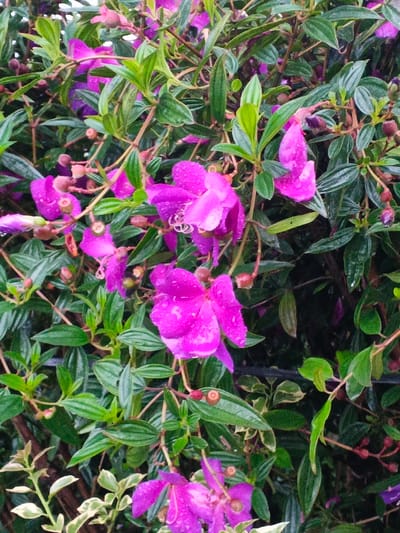 The image displays a detailed close-up of a flowering shrub in Pea Reang District, Cambodia. Numerous vibrant magenta flowers are visible, characterized by prominent white, curled stamens. These flowers are interspersed among dense clusters of dark green, ovate leaves, which exhibit distinct parallel venation. Water droplets are evident on the surfaces of both the petals and leaves, indicating a wet condition. The scene includes both fully bloomed flowers and unopened buds within the foliage. No individuals or identifiable artificial structures are present.