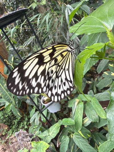 A close-up, eye-level shot captures a large, black and white patterned butterfly perched on a vibrant green leaf. The butterfly's wings are outstretched, revealing intricate markings with yellow accents along the edges. Its delicate antennae extend upwards, and its body is a dark color. The background consists of lush, green foliage, with some bamboo-like plants visible behind the butterfly. The scene appears to be set in a garden or greenhouse environment, with artificial lighting suggesting an indoor setting. No people are present in the image. The image was taken in the city of Icod de los Vinos, Spain.