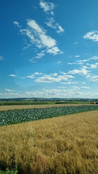 The image depicts a rural landscape with agricultural fields under a bright blue sky dotted with white clouds. In the foreground, there are two distinct fields: one with golden-brown stalks of wheat or similar grain, and adjacent to it, a field of dark green crops, possibly cabbage or broccoli. In the middle ground, there are more fields, some appearing to be crops like corn, and a distant line of trees and hills. A few scattered houses and buildings are visible in the far distance, suggesting a small village or settlement. On the right side of the middle ground, a yellow agricultural vehicle, possibly a tractor or harvester, is present. The sky is expansive and clear, with several fluffy white clouds scattered across it. The overall impression is one of a sunny day in a cultivated rural area.