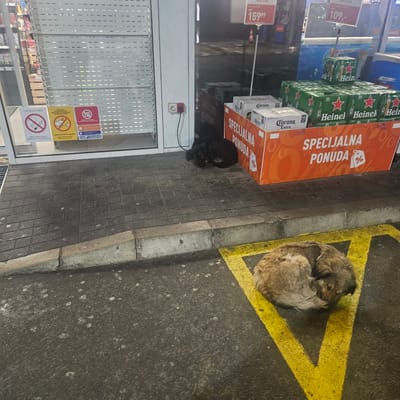 The image shows a storefront with stacks of beer cases (Heineken, Corona) marked with "SPECIJALNA PONUDA" signs and pricing displays of 159.99 and 109. A "NO SMOKING" sign is visible on the glass door. Two dogs are present: one black dog lying near the store entrance and a light brown dog curled up inside a yellow-painted square on the pavement outside. The setting appears to be an urban street. The OCR does not indicate if the image is from the city of Sopot Urban Municipality, Serbia.