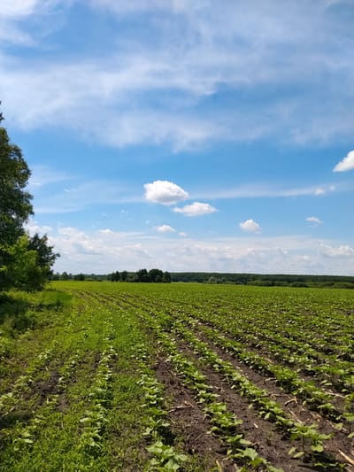 In Matiashivka, Ukraine, a vast, cultivated field stretches towards a treeline under a bright blue sky dotted with wispy white clouds. The field is planted in neat rows, with young green plants emerging from dark soil. To the left, a dense cluster of trees and greenery forms a natural border along the edge of the field. The overall scene is one of agricultural cultivation under a clear, sunny sky.