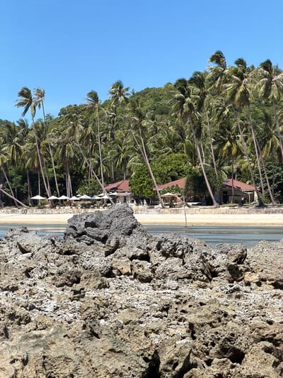 The image depicts a tropical beach scene in Baan Thong Krut, Thailand. In the foreground, large, rough, gray rocks are visible, partially submerged in clear blue water. Beyond the rocks, a sandy beach stretches out, lined with numerous tall palm trees. Several white umbrellas are set up on the beach, suggesting a resort or seating area. Behind the palm trees, a low-rise building with a reddish-brown roof is visible, appearing to be part of a resort or restaurant. The background consists of a lush, green, tree-covered hillside under a clear blue sky. No people are clearly discernible in the image.