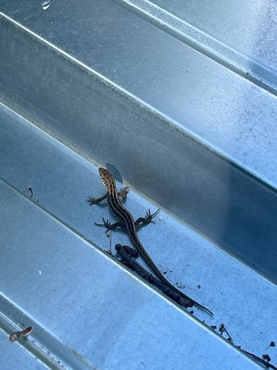 A high-angle shot captures a long, slender lizard with dark stripes on a corrugated metal surface. The lizard, likely a six-lined racerunner, is positioned diagonally across the frame, its body stretched out as if basking. Its head is turned slightly to the left, and its delicate legs are splayed, gripping the metal. The metal surface has a blue-grey hue and reflects light, highlighting the ridges and valleys of its corrugated texture. Several small specks of what appear to be debris or dirt are scattered on the metal, and a few dried leaves or twigs are visible near the lizard's tail and in the upper right corner, suggesting an outdoor setting, possibly in a backyard or near a building. The lighting indicates it is daytime, with the sun casting shadows and creating a bright sheen on the metal. The overall impression is a candid snapshot of wildlife in an urban or suburban environment.
