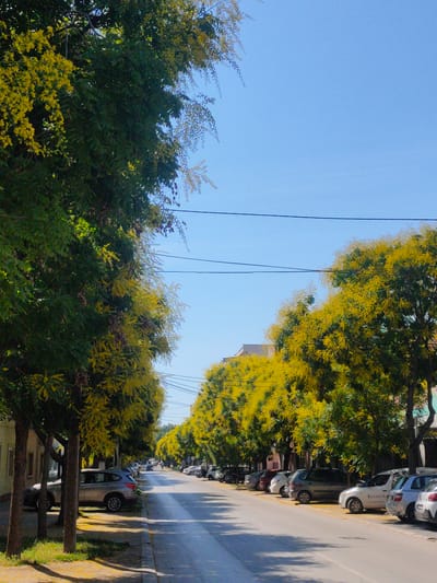 The image depicts a street lined with trees bearing yellow blossoms, likely jacaranda or similar flowering species, in Zrenjanin, Serbia. The scene is captured on a clear, sunny day. The street is paved and has marked parking spaces along one side, occupied by several parked cars of various makes and models. On the left side of the street, there is a sidewalk and buildings. The trees form an archway over the street with their branches and yellow flowers, creating a vibrant and colorful canopy. Power lines are visible suspended across the sky. A few pedestrians are visible in the distance, walking along the street. The overall atmosphere is peaceful and evokes a sense of springtime or early summer in an urban setting.