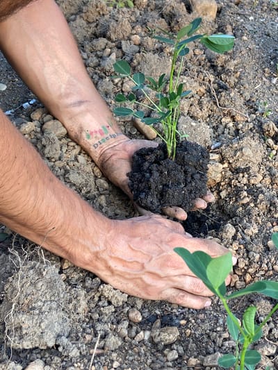 A close-up, eye-level shot captures a person's hands as they plant a small seedling in the dirt. The seedling, with its vibrant green leaves, is held in a clump of dark, rich soil. The person's forearms, with visible veins and fine hairs, are also in the frame. A tattoo on the right forearm reads "Disciple" with colorful shapes above it. The ground is a mix of soil, small pebbles, and dried plant matter. The overall scene suggests an outdoor setting, possibly in a garden or agricultural area, in Los Velásquez, Venezuela.