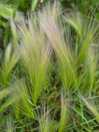 This is a close-up, eye-level, outdoor shot of foxtails, commonly known as a type of grass. The foxtails are green with feathery tips, which are a pale pinkish-white color. They are clustered together, creating a soft, blurry background of green grass and darker brown earth. The lighting is natural, suggesting an overcast or shaded environment, which softens the details and highlights the delicate textures of the foxtails. There are no people or animals present in the image. The scene appears to be a natural area, possibly a field or meadow within the city of Nyagan, Russia.