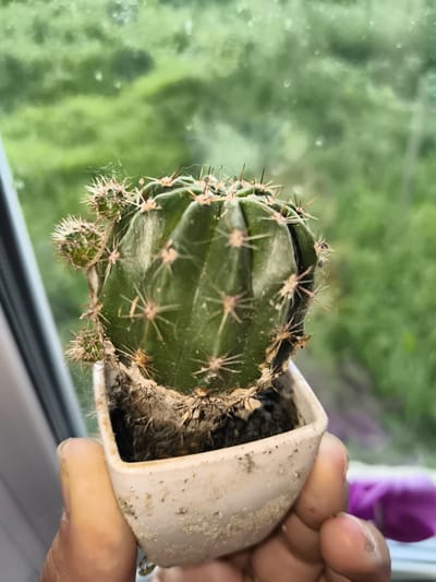 A close-up shot shows a small, green cactus with numerous sharp spines, potted in a miniature white container. Several small offshoots are emerging from the sides of the main cactus. The pot is worn and covered in white dust, and a person's hand, with visible fingerprints, is holding it. The background is blurred, featuring a vibrant green landscape that suggests an outdoor setting with foliage. The lighting indicates it's daytime, possibly with diffused sunlight, as indicated by the soft shadows and the slightly hazy appearance of the background. The overall scene suggests a casual moment, perhaps a plant owner tending to their cactus. The location is identified as Mayma, Russia. There is no visible text in the image.