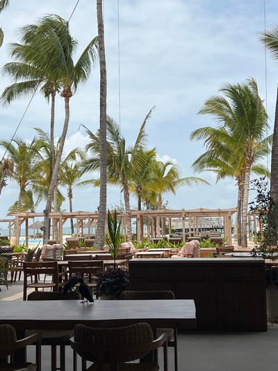 A beachfront setting showcases tall palm trees reaching into a partly cloudy sky. A restaurant or bar area is visible with wooden chairs and tables, along with decorative wooden structures leading towards the beach. Some pink cushions or decorative elements are present. Two dark-colored birds stand on a table in the foreground.