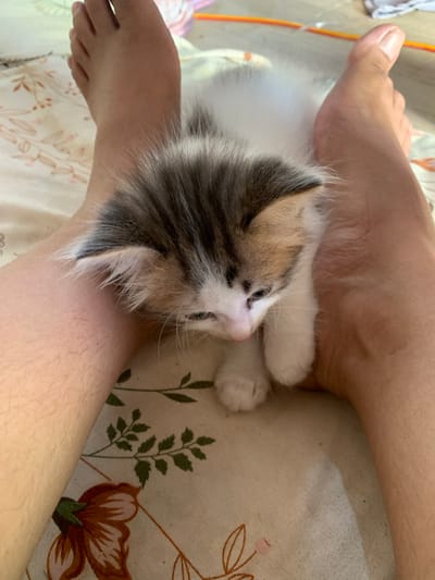 A high-angle, close-up shot shows a calico kitten resting between two human feet, likely on a bed. The kitten is facing downward and appears to be sleeping or resting, with its eyes closed. The human feet are bare, with visible toes and toenails. The scene is set on a patterned fabric, possibly a bedsheet, with floral motifs. The lighting suggests an indoor setting, possibly with natural light coming from a nearby window or opening. The image does not contain any information that would allow for the determination of its location in Tanjungsepreh, Indonesia.