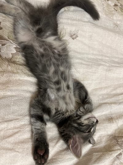 A gray tabby kitten is lying on its back on a white and tan patterned bedspread. The kitten is upside down with its belly facing upwards and its head turned to the right. The kitten's eyes are partially open, and its mouth is slightly agape, revealing its teeth. Its paws are extended and relaxed. The bedspread has a textured pattern of small flowers and leaves. The location is the city of Здоровье-2 Снт, Russia.