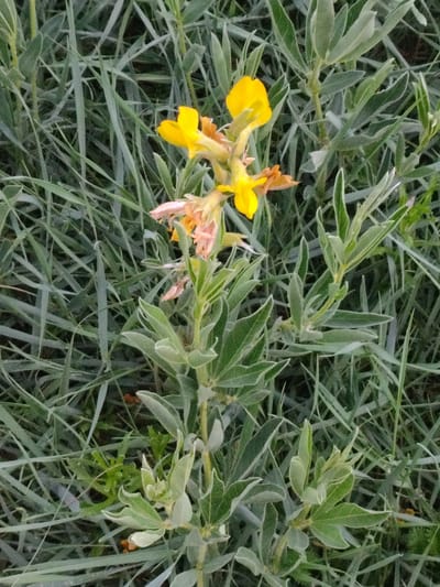 A tall, thin plant with clusters of yellow and pinkish-orange flowers is shown in close-up, set against a background of long, thin, green blades of grass. The plant has multiple stems, some of which are thin and woody, while others are covered in small, pale green leaves. The flowers are clustered at the top of the plant, with some petals appearing wilted and faded. The grass is dense and covers the ground around the plant, with some blades curving and overlapping each other. The lighting is natural, with no harsh shadows visible, suggesting an outdoor setting under overcast skies or in diffused sunlight. The scene is a close-up view of flora, suggesting a focus on botanical detail rather than a broader landscape. The location is stated to be Askiz, Russia.