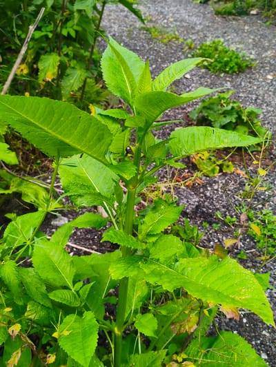 The image displays a close-up view of lush green foliage with a focus on a central plant with large, serrated leaves. The plant's stem is thick and green, with smaller leaves branching out. The background consists of a rough, gravelly path interspersed with patches of low-lying green vegetation. The overall setting suggests an outdoor environment in Gusyra, Russia, likely a park, garden, or undeveloped area. There are no people or animals visible in the image. The lighting appears to be natural daylight, and the leaves show some signs of moisture, possibly from recent rain or dew.