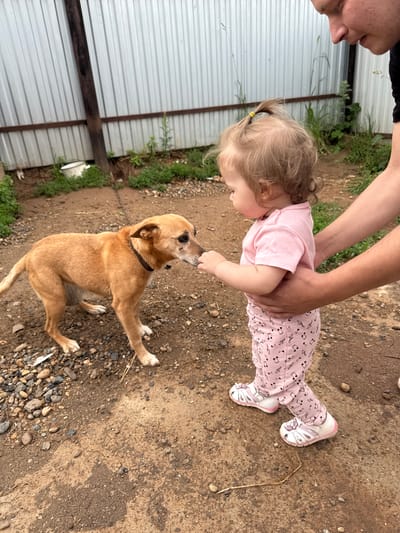 In Nizhnyaya Gar', Russia, a young Caucasian child, approximately 1-2 years old, stands on a dirt and gravel ground. The child wears a pink t-shirt and pink pants with a musical note pattern, and white sandals adorned with pink flowers. An adult's hands are visible, gently supporting the child from behind. The child is reaching out to a medium-sized, light brown dog with a dark collar. The dog is facing the child, with its head tilted slightly as it appears to be sniffing the child's hand. The background features a silver corrugated metal fence and some sparse green vegetation. The scene appears to be an outdoor, possibly rural or backyard, setting.