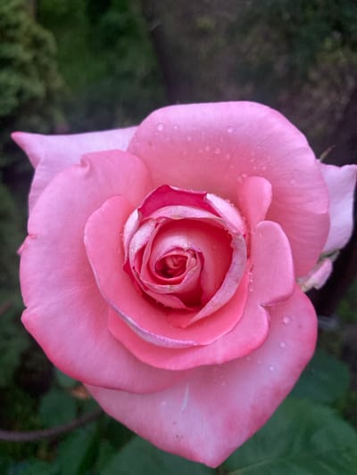 A close-up, top-down view of a single pink rose is presented against a blurred background of dark green foliage. The rose, in full bloom, displays delicate, layered petals with subtle variations in shade, transitioning from a soft pink on the outer edges to a deeper rose hue at its center. Small water droplets are scattered across the petals, suggesting recent rain or dew. The background is indistinct, but appears to be an outdoor garden setting with lush greenery. There is no indication of any specific location within the city of Матыкальскі сельскі Савет, Belarus. No people, actions, or interactions are visible in the image.