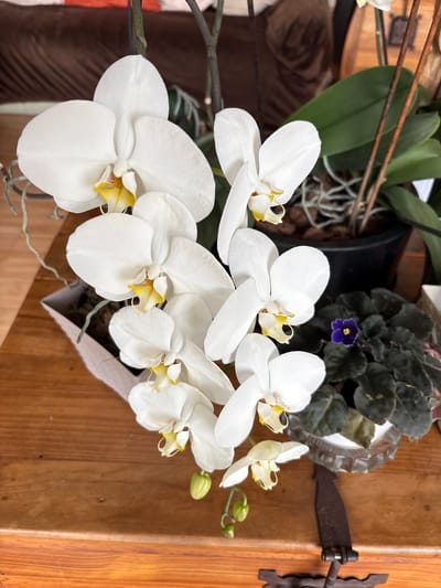 The image depicts a close-up view of several white orchids with yellow centers, arranged in a cluster. A plant with dark green leaves and a single purple flower sits behind the orchids. The orchids and plant appear to be on a wooden surface. The background includes a hinge or latch attached to a wooden object. The setting could be in Jesús del Monte, Mexico, as indicated by the prompt.