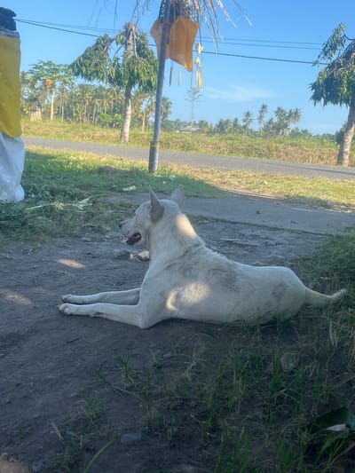 A white dog is lying on the side of a dirt road in Mendoyo, Indonesia. The dog appears to be relaxed, with its mouth slightly open. The road is flanked by a patch of green grass and some dry earth. In the background, a line of palm trees stretches across the landscape under a clear blue sky. The sun is shining, suggesting it is daytime, likely morning or afternoon. The scene is peaceful and rural. There is no visible text in the image.