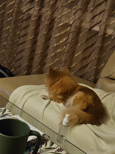 A medium-shot image shows a medium-sized dog with orange and white fur lying on a cream-colored blanket draped over a sofa. The dog is facing away from the camera, with its head turned to the left. Its tail is curled around its body. In the foreground, a dark green mug sits on a patterned tablecloth. To the right of the dog, on the blanket, is a small, clear plastic spray bottle with a white cap. Behind the sofa, brown curtains with a diamond-like pattern and frayed edges hang down. The scene appears to be indoors, likely in a residential setting in Novi Iskar, Bulgaria.