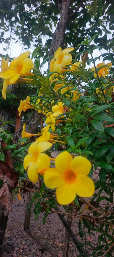 This is a close-up, vertical shot of vibrant yellow Allamanda flowers in bloom. The flowers are trumpet-shaped with five petals and a deeper orange-yellow center. They are set against a backdrop of lush green foliage and the rough bark of a tree trunk. The lighting suggests it is either early morning or late afternoon, casting a soft glow on the flowers. In the foreground, a rustic fence made of wire and wooden posts is visible, with a gravel path beneath it. The overall scene evokes a sense of natural beauty and tranquility, likely in a garden or park setting in Pulodrienbeukah, Indonesia.