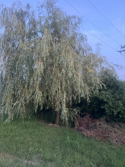 A tall, weeping willow tree with long, drooping branches and silvery-green leaves dominates the center of the image. It is situated in a grassy area with a clear blue sky overhead. To the right of the willow, a dense cluster of dark green bushes forms a backdrop, and further right, a pile of dried, reddish-brown branches and leaves lies on the ground. Electrical wires are visible stretching across the upper right portion of the sky, supported by a utility pole. The overall scene depicts an outdoor, natural environment, likely in a suburban or rural setting, with the presence of man-made infrastructure. The location is Bârnova, Romania.