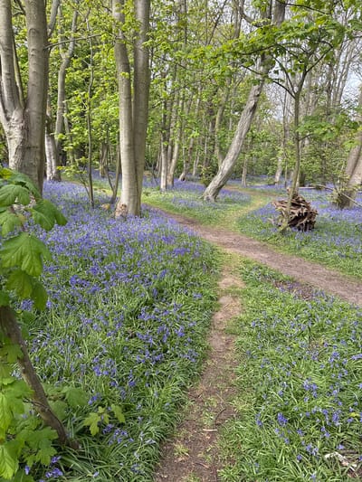 This image captures a tranquil woodland scene, likely in springtime, featuring a path winding through a forest carpeted with bluebells. The view looks down a dirt path that curves gently into the distance, framed on both sides by a dense sea of vibrant blue and purple bluebells mixed with bright green grass and foliage.
Numerous tall, slender trees with light gray and brown bark stand upright, forming a natural archway over the path. Many of these trees are either bare-branched or just beginning to show fresh, light green leaves, signaling the early stages of spring growth. The upper canopy appears light and somewhat open, allowing diffused natural light to illuminate the forest floor, suggesting a mild, possibly overcast, daytime.
In the middle ground, to the left of the path, a prominent, gnarled tree stump or exposed root system, dark and weathered, rests among the bluebells, adding a rustic element to the natural setting. No people or discernible text are visible. The scene evokes a sense of peace and natural beauty, characteristic of a bluebell wood, consistent with locations like Gorleston-on-Sea in the United Kingdom during their spring bloom.