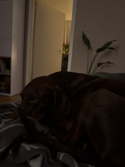 The image depicts a dimly lit indoor scene, likely a bedroom or living area, in Fürstenfeldbruck, Germany. The primary subject is a dark-colored dog, possibly a Vizsla or similar breed, resting on a grey and white striped blanket. The dog's head is visible, with its eye open and appearing alert, while the rest of its body is mostly obscured by shadows and the blanket. In the background, a slightly ajar door leads to another room where a plant with broad green leaves is visible. To the left of the door, a white closet or shelving unit is partially visible. The overall lighting is subdued, creating a cozy and intimate atmosphere.