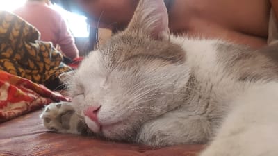 A sleeping cat with white and gray fur rests peacefully. Its pink nose is prominent, and its paw with visible pads is curled beside its face. The background features a person wearing a pink shirt and patterned fabric. The cat's fur appears soft and well-groomed, contrasting with the more textured fabric around it.
