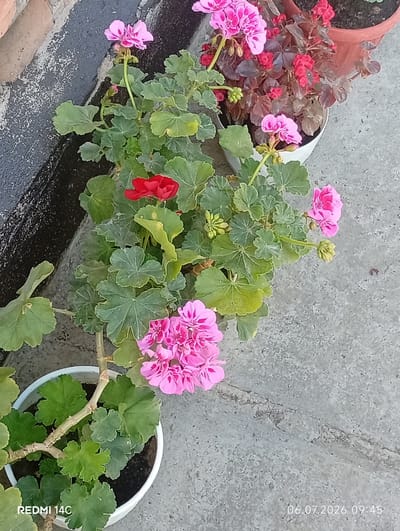 A high-angle, close-up shot captures a cluster of pink geraniums and one red geranium, arranged in white and terracotta pots on a concrete surface, likely outdoors. The plants are lush with green, lobed leaves. The background shows a brick wall with a dark, textured surface and part of another pot containing red flowers. The bottom left of the image displays "REDMI 14C" and the bottom right shows a date and time stamp: "06.07.2026 09:45". The lighting suggests it is daytime. The scene is static, with no people or animals present. The location is identified as Kenesh, Kyrgyzstan.