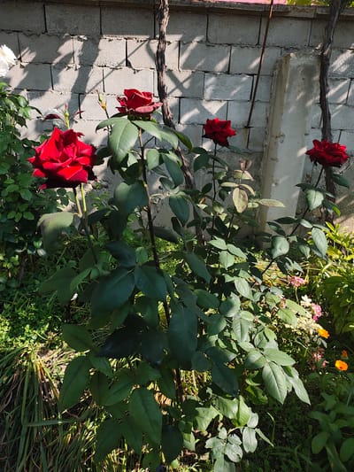 The image shows a garden scene in Kranevo, Bulgaria. The foreground is dominated by a lush rose bush with several red roses in bloom. The roses are a deep, vibrant red, with some showing the velvety texture of their petals. The leaves of the rose bush are a healthy, dark green, and appear to be well-hydrated. Behind the rose bush, a rough, light-colored brick wall serves as a backdrop, with dappled sunlight casting shadows across its surface, suggesting a sunny day. A vine with a thick, woody stem is growing up the side of the wall, adding a touch of wildness to the scene. In the background, there are hints of other plants and flowers, including some small pink and orange blooms, and the overall impression is one of a well-tended, sunny garden.