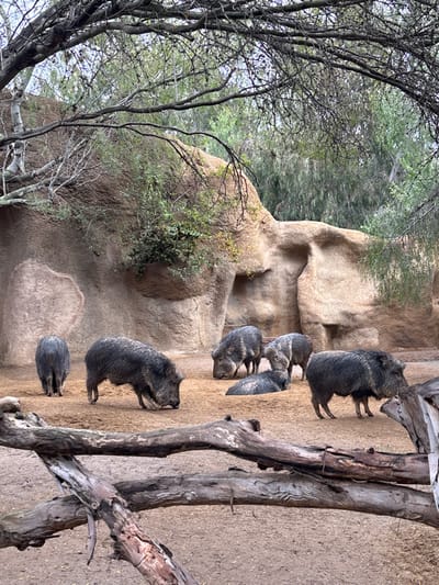 Several javelinas occupy a rocky, sandy terrain near trees. One large javelina stands out, while others huddle near the rocks. A group of trees frames the left side, and a weathered tree trunk stands tall on the right. The scene gives off a zoo-like environment.