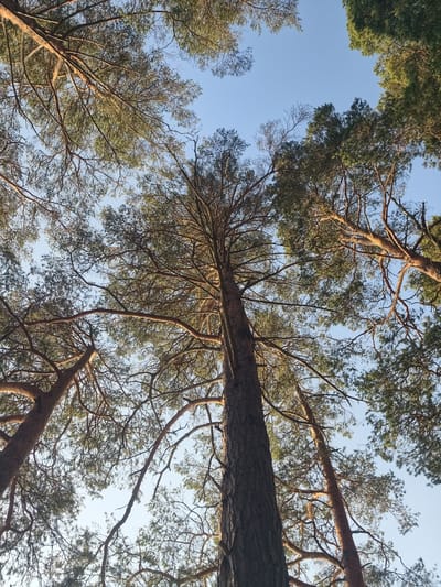 This is a low-angle shot looking up through the canopy of pine trees in Motala, Sweden. The subjects are the tall, rough-barked pine trees with their numerous branches and green needles. The scene is a forest with a clear, pale blue sky visible through the branches. No people or specific objects are present.
The activity taking place is simply the existence of the trees under the sky, suggesting a natural, outdoor setting. The time of day appears to be late afternoon or early evening, as evidenced by the warm, golden light illuminating some of the branches and needles. The weather is clear and calm, with no indication of wind or precipitation. The location cues, such as the type of trees and the clear sky, align with a Swedish forest environment. The overall emotion evoked is one of tranquility and natural beauty, with a sense of looking up towards the heavens. There is no visible text in the image.