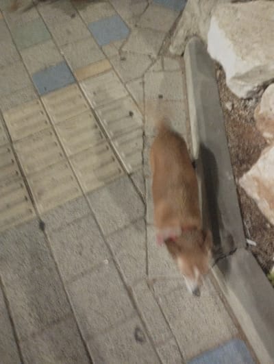A low-angle, blurry, eye-level shot shows a small, tan-colored dog walking on a paved path. The dog, with its tail up, is walking away from the camera towards the right of the frame, and its legs and face are blurred due to motion. The dog appears to be wearing a red collar.

The path is made of rectangular grey concrete slabs, with some blue and beige tiles interspersed diagonally within the grey slabs. The path is bordered on the right by a raised concrete curb and rocks. The scene appears to be outdoors, possibly a park or walkway, given the paving stones and rocks. The lighting suggests it may be nighttime or an overcast day. There is no visible text in the image. The overall impression is one of a casual outdoor scene with a pet.