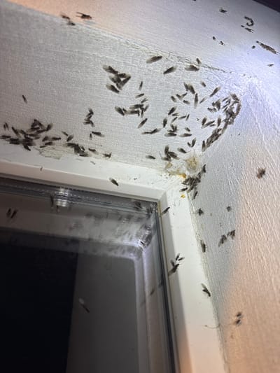 The image shows a close-up view of a wall and ceiling corner, heavily populated with numerous small, winged insects. The insects are dark in color and appear to be clustered together, with many individuals in flight or resting on the textured, white surface of the wall and ceiling. Some of the insects are also visible on the white trim of a window frame and on the window glass itself. The lighting suggests an indoor setting, possibly at night or in a dimly lit area, as a light source is casting shadows and highlighting the insects. The overall scene conveys a sense of infestation, with a large number of insects congregating in a confined space. There is no visible text in the image. The provided location context of Добровское сельское поселение, Ukraine, suggests this is an outdoor scene that has intruded indoors.
