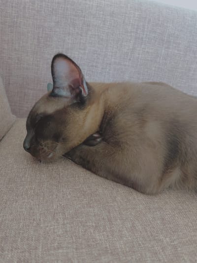 A brown cat sleeps on a textured, beige couch. The cat is curled up, with its face buried in its paws, obscuring its eyes. Only its ears and part of its muzzle are visible. The fur appears soft and a rich brown color. The couch has a linen-like texture, and the lighting suggests it is daytime, possibly indoors. The scene conveys a sense of peace and comfort. No text is visible in the image.