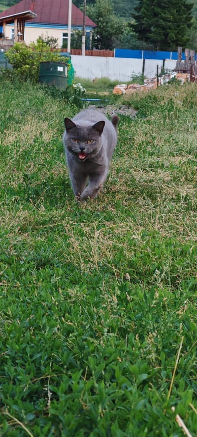 A grey cat with yellow eyes walks towards the camera on a grassy area. The cat's mouth is open, and its tongue is visible. In the background, there is a house with a red roof and a fence. The scene is outdoors, possibly in a rural or suburban setting.